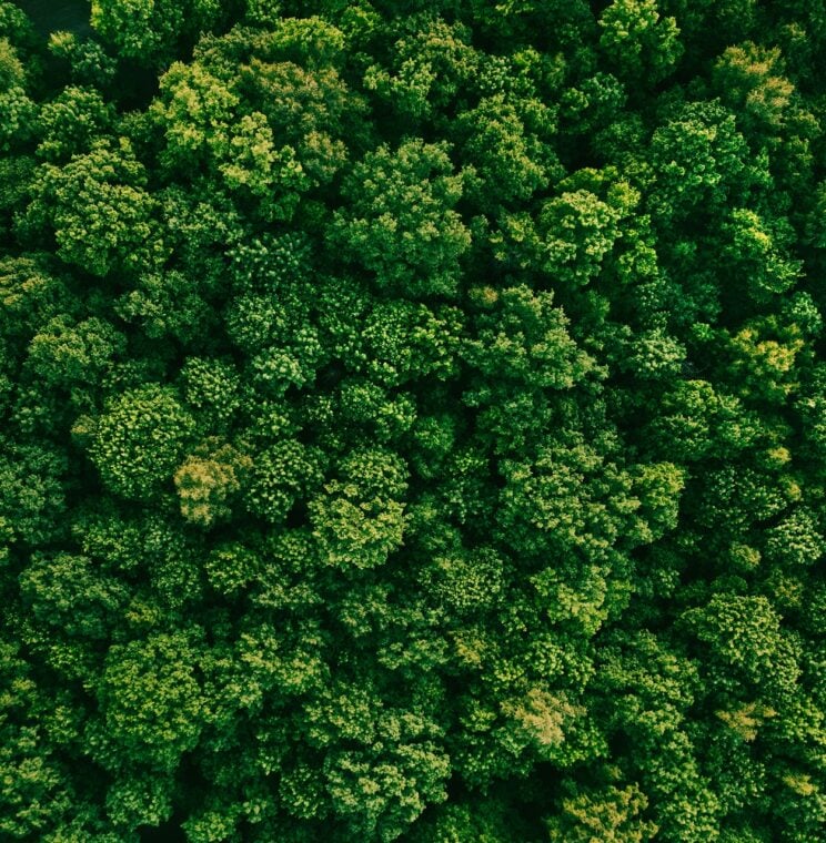 Summer in forest aerial top view. Mixed forest