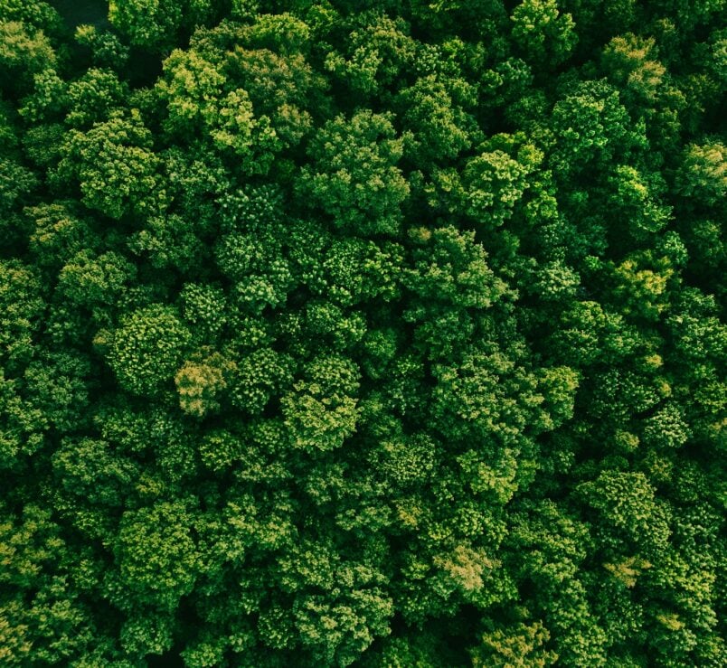 Summer in forest aerial top view. Mixed forest